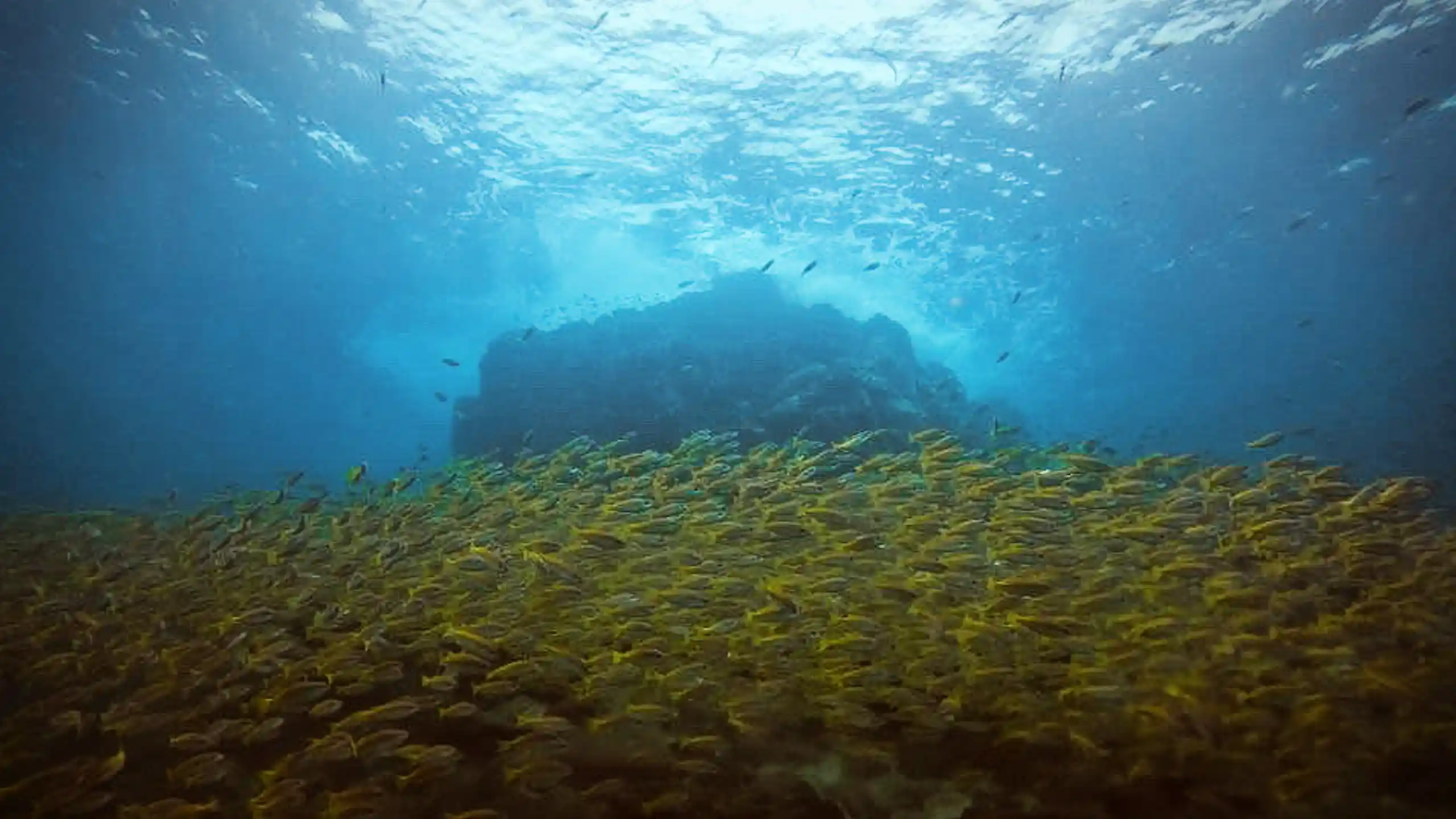 Beginner scuba diving courses in tropical Koh Chang waters