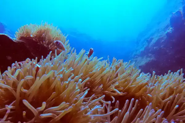 Navigation Specialty Course - Improve your underwater navigation skills