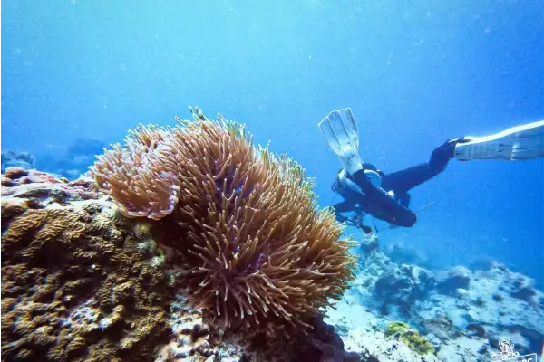 Search and Recovery Course - Master underwater search techniques