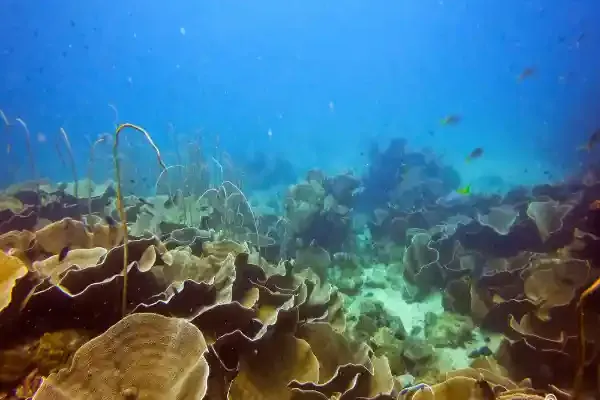 Blueberry Hill – beautiful snorkeling site with corals and colorful reef fish