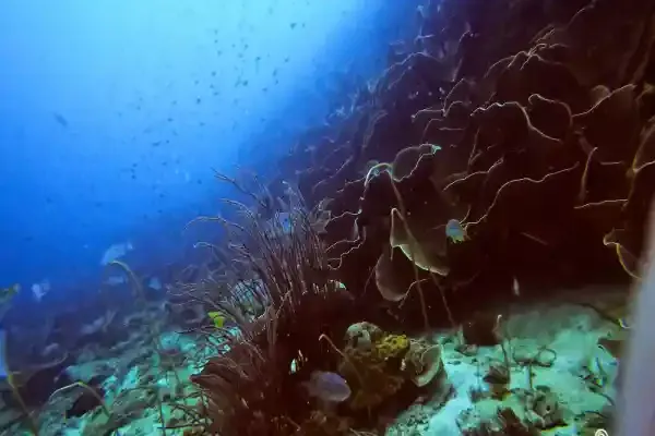 Rich hard coral formations at Blueberry Hill, Koh Chang