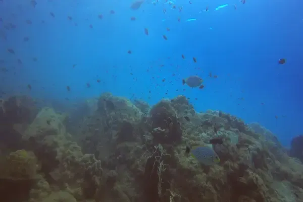 Shallow water reef fish swimming above the corals at Blueberry Hill
