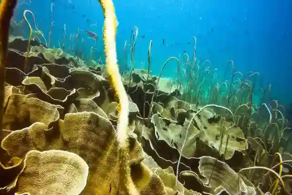 Bright underwater view of Blueberry Hill with vibrant marine life