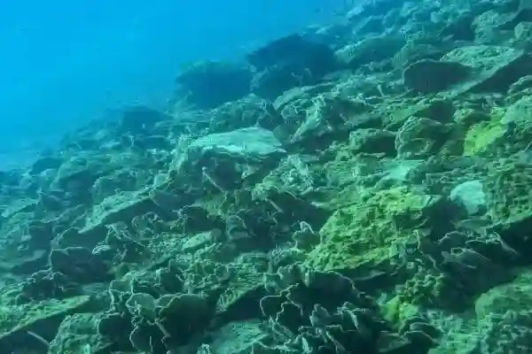 Blueberry Hill Dive Site – Coral Reef Pinnacles near Koh Chang
