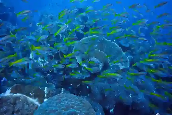 แนวหินที่หินปรายหนามพร้อมปะการังและสิ่งมีชีวิตใต้ทะเล