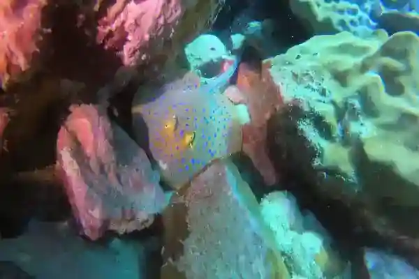 Hin Raap South – Popular dive site with hard corals and diverse marine life