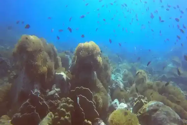 Rich hard coral formations at Hin Raap South