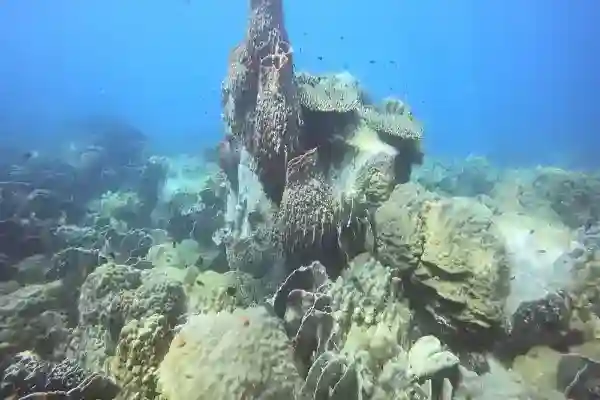 Various fish species swimming around the rocks at Hin Raap South