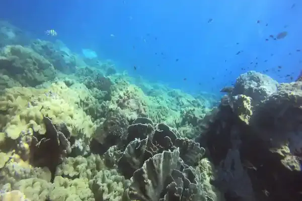 Diver exploring the underwater beauty at Hin Raap South near Koh Chang