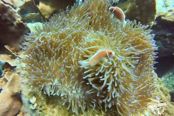 Weichkorallen und Riffleben bei Hin Rua Tek, Koh Chang