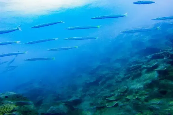 Koh Rang Pinnacle dive site – deep reef with eagle rays and trevallies near Koh Chang