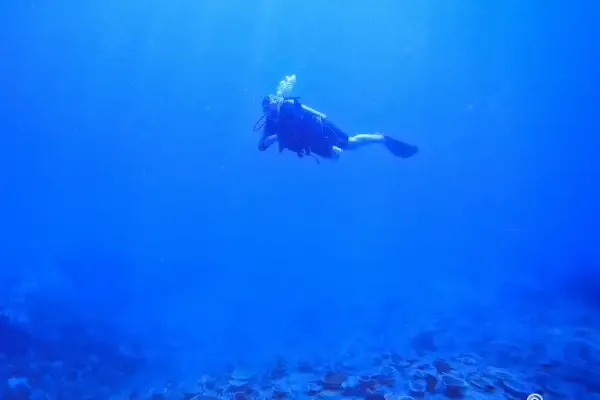 Underwater pinnacle at Koh Rang – coral reef and diverse fish species