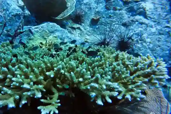 Diver exploring the deep pinnacle at Koh Rang