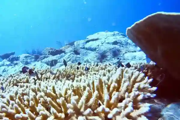 Underwater view of Koh Rang Pinnacle – popular dive site at Koh Chang