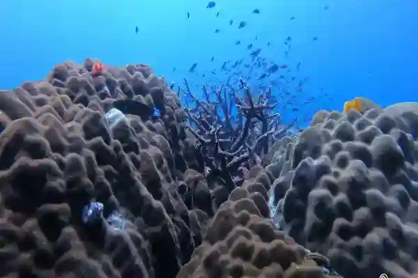 ปลาสวยงามแหวกว่ายบริเวณแนวปะการังลับ เกาะช้าง