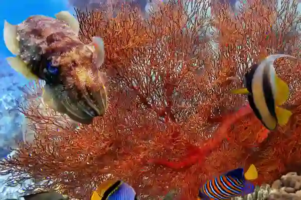 🐠 Colorful marine life and tropical fish species in Koh Chang waters