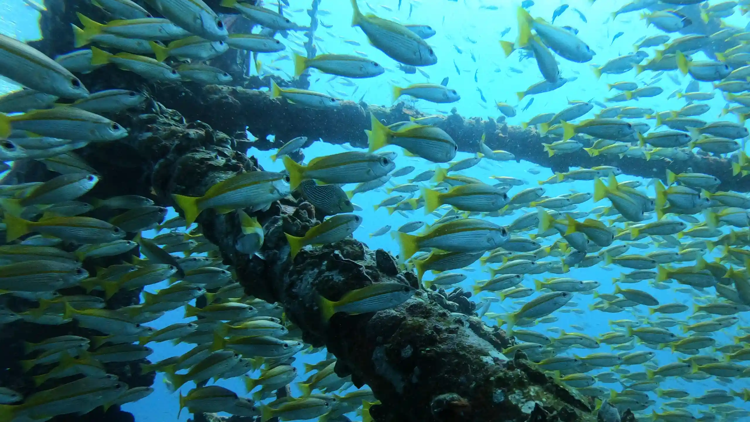 Scuba divers exploring coral reefs in Koh Chang