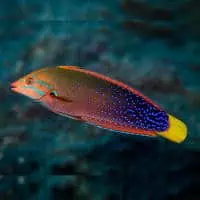 African Coris, Koh Chang, Thailand