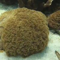 Anchor Coral, Koh Chang, Thailand