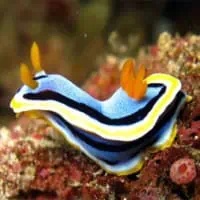 Annas Chromodoris, Thailand