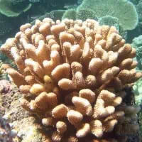 Antler Coral, Koh Chang, Thailand