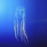 Australian Box-jellyfish, Koh Chang, Thailand
