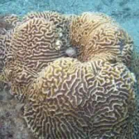 Australian Brain Coral, Koh Chang, Thailand