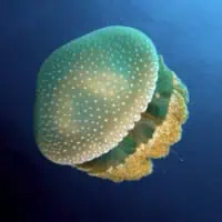 Australian Spotted Jellyfish, Koh Chang, Thailand