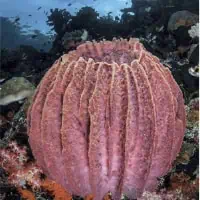 Barrel Sponge, Koh Chang, Thailand
