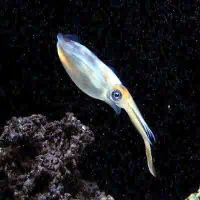 Bigfin Reef Squid, Thailand