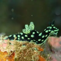 Black and Green Sea Slug, Thailand
