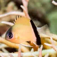 Black-bar Chromis, Koh Chang, Thailand
