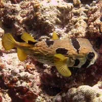 Black-blothed Porcupinefish, Koh Chang, Thailand