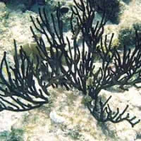 Black Coral, Koh Chang, Thailand