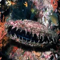 Black-lip-Pearl Oyster, Thailand