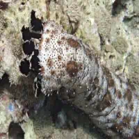 Black-Spotted Sea-Cucumber, Thailand