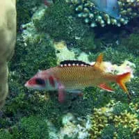 Blackfin Squirrelfish, Koh Chang, Thailand