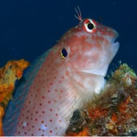 Blackflap Blenny, Koh Chang, Thailand