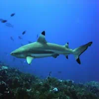 Blacktip Reef Shark, Koh Chang, Thailand