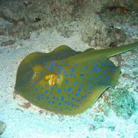 Blue Spotted Maskray, Koh Chang, Thailand