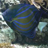 Bluering Angelfish, Koh Chang, Thailand