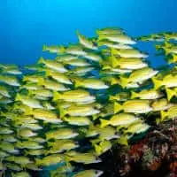 Bluestripe Snapper, Koh Chang, Thailand