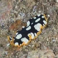 Brilliant flatworm