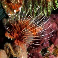 Broadbarred Firefish, Koh Chang, Thailand