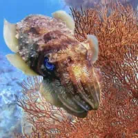 Broadclub Cuttlefish, Thailand