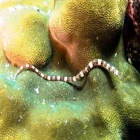 Brown-banded Pipefish, Koh Chang, Thailand