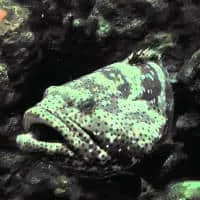 Brown-marbled Grouper, Koh Chang, Thailand
