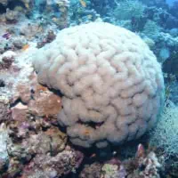 Bubble Coral, Koh Chang, Thailand