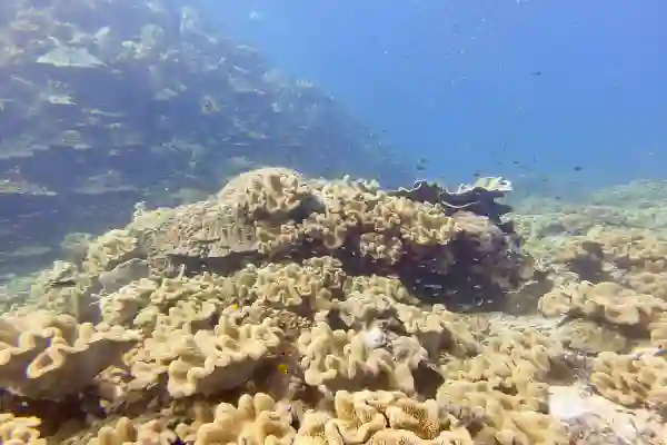 ระบบเพื่อนดำน้ำ - ความรับผิดชอบ ความปลอดภัย และการดำน้ำจริง