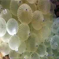 Bulb-tentacle sea anemone, Koh Chang, Thailand
